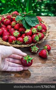 summer harvest of strawberries. hand with the strawberry on a background of woven basket with ripe berries.Selective focus