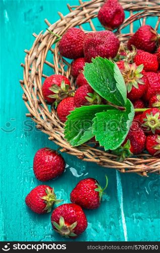 summer harvest of strawberries. scattered with wicker basket of strawberries on a turquoise background.Selective focus