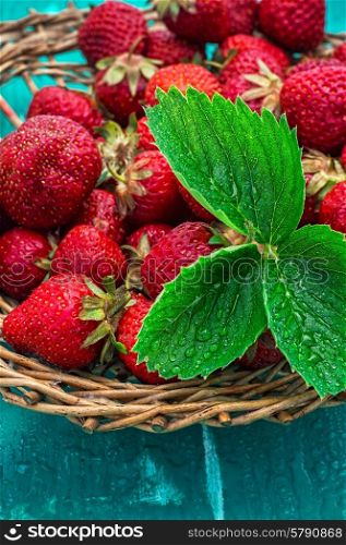 summer harvest of strawberries. scattered with wicker basket of strawberries on a turquoise background.Selective focus