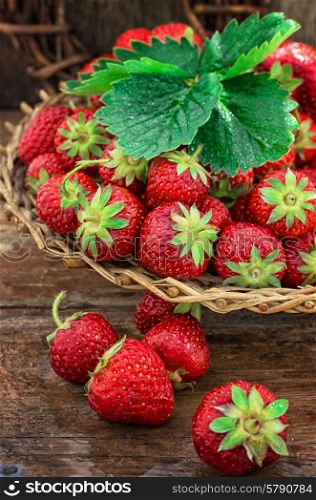 summer harvest of strawberries. wicker basket with ripe strawberries on garden table.Selective focus.Photo tinted.