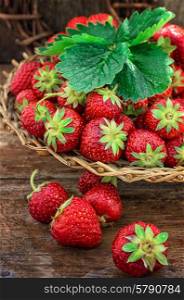 summer harvest of strawberries. wicker basket with ripe strawberries on garden table.Selective focus.Photo tinted.