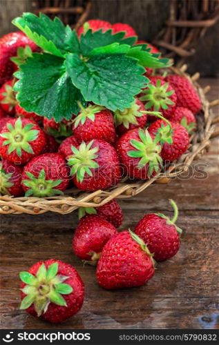 summer harvest of strawberries. wicker basket with ripe strawberries on garden table.Selective focus