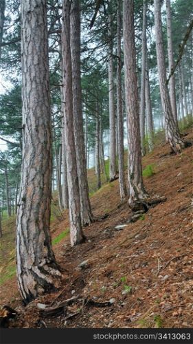 Summer haze forest of pine trees on hill (Aj-Petri mountain, Crimea, Ukraine)