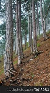 Summer haze forest of pine trees on hill (Aj-Petri mountain, Crimea, Ukraine)