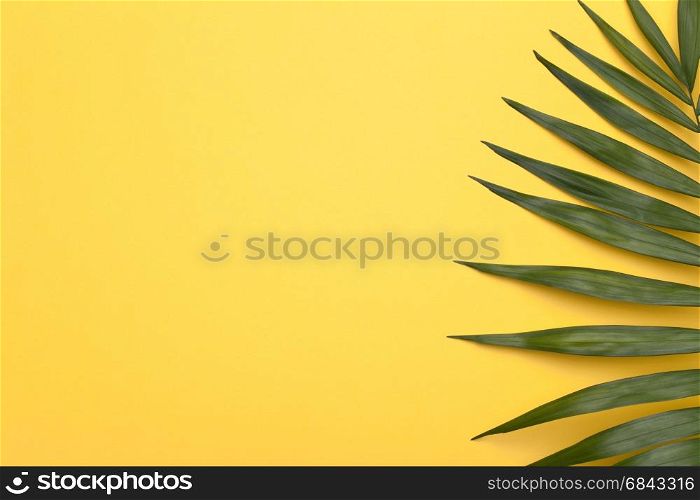 Summer holiday vacation background with green leaf of palm. Copy space. Top view