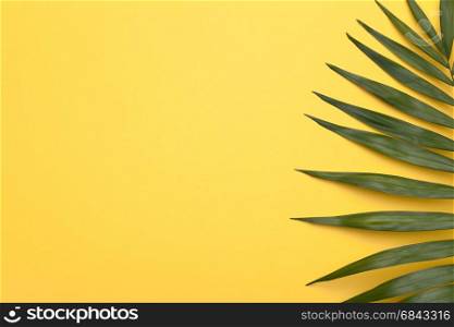 Summer holiday vacation background with green leaf of palm. Copy space. Top view