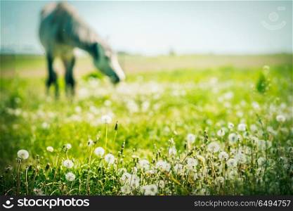 Summer horse pasture with various herbs and grasses