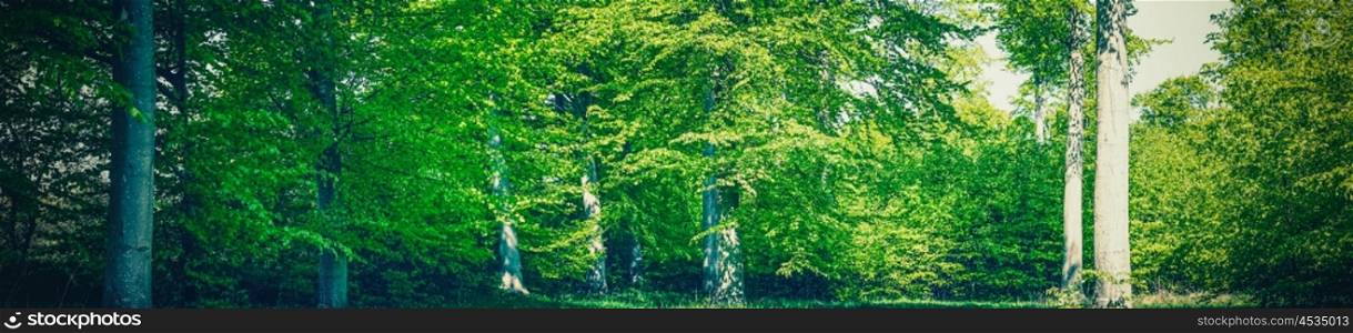 Summer in a green forest in panorama