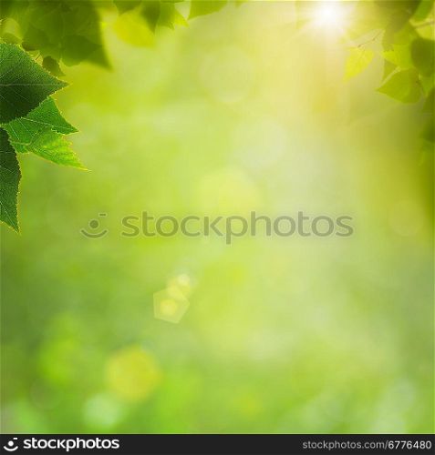Summer in the forest, abstract natural backgrounds with fresh foliage and bokeh