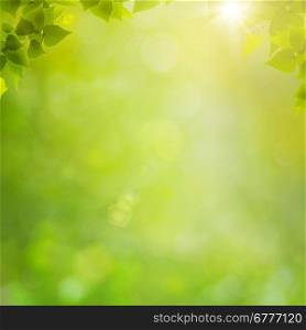 Summer in the forest, abstract natural backgrounds with fresh foliage and bokeh
