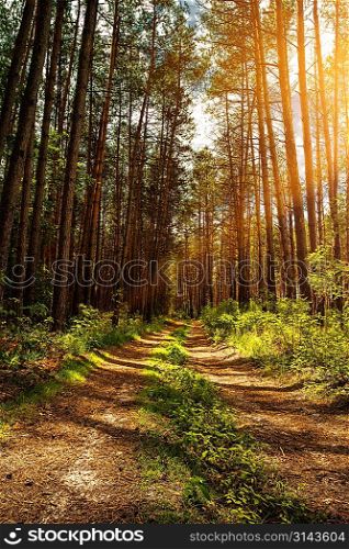 Summer in the forest, abstract natural landscape for your design