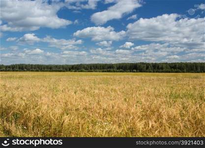 Summer landscape: a field of rye and sky