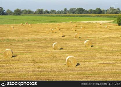 Summer landscape along the cycle path of the Po river, iin the Lodi province, Lombardy, Italy