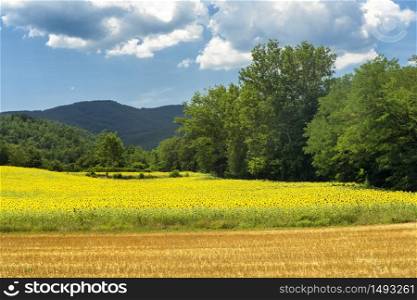 Summer landscape along the road from Umbertide to Monte Santa Maria Tiberina, Perugia, Umbria, Italy