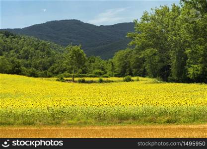Summer landscape along the road from Umbertide to Monte Santa Maria Tiberina, Perugia, Umbria, Italy