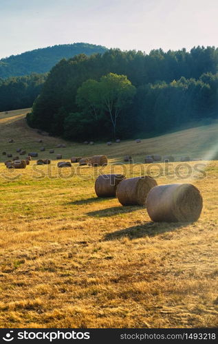 Summer landscape along the road to Camigliatello Silano, Cosenza, Calabria, Italy, in the Sila natural park, at summer