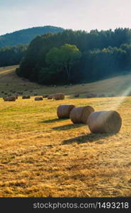 Summer landscape along the road to Camigliatello Silano, Cosenza, Calabria, Italy, in the Sila natural park, at summer