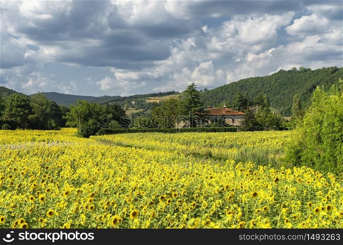Summer landscape along the road to Valico Scheggia, Arezzo, Tuscany, Italy