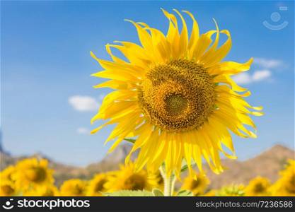 Summer landscape: beauty sunflowers in field with blue sky background