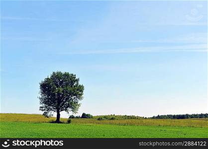 summer landscape. deciduous tree on a green field