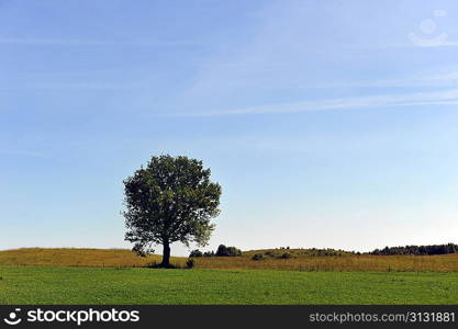 summer landscape. deciduous tree on a green field