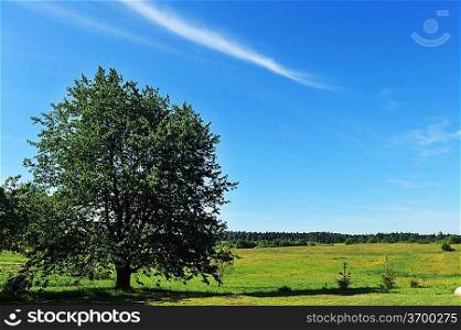 summer landscape. deciduous tree on a green field