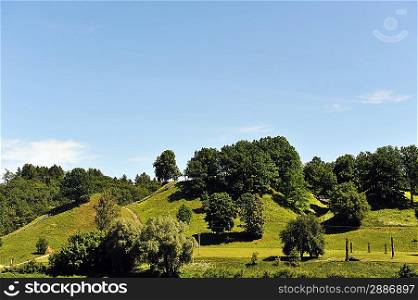 summer landscape. deciduous trees on green hill