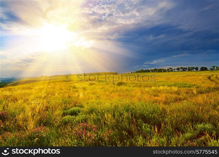 Summer landscape. Green field against a dramatic sunset