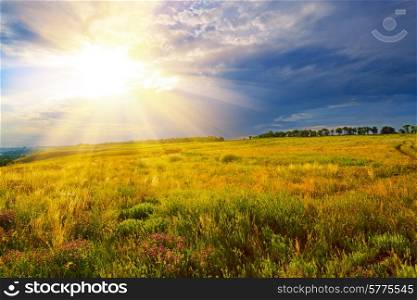 Summer landscape. Green field against a dramatic sunset