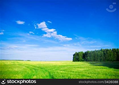 Summer landscape. Green field, trees and blue sky