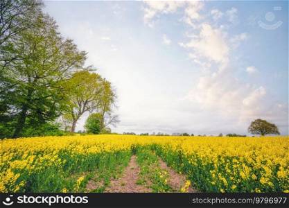 Summer landscape in Scandinavia with yellow canola flowers on a rural meadow