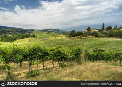 Summer landscape in the Chianti region near Poggibonsi, Siena, Tuscany, Italy. Vineyards
