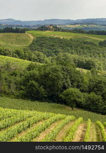 Summer landscape in the Chianti region near Poggibonsi, Siena, Tuscany, Italy. Vineyards