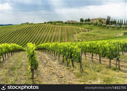 Summer landscape in the Chianti region near Poggibonsi, Siena, Tuscany, Italy. Vineyards