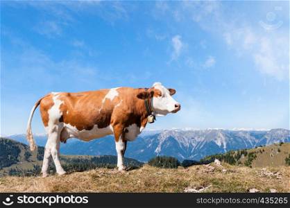 Summer landscape in with cow grazing on fresh green mountain pastures and mountain tops in the background