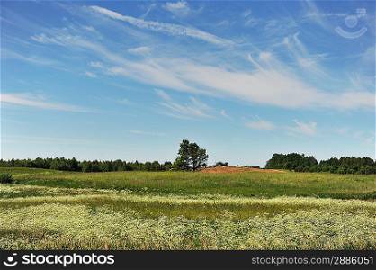 summer landscape. meadow under blue sky