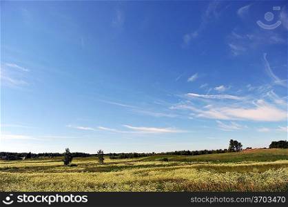 summer landscape. meadow under blue sky