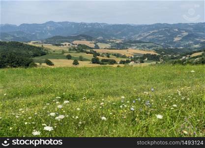 Summer landscape near Bagno di Romagna, Forli Cesena, Italy