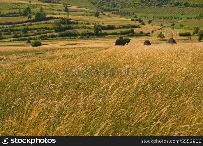 summer landscape (NIKON D80; 23.6.2007; 1/100 at f/6.3; ISO 100; white balance: Auto; focal length: 50 mm)