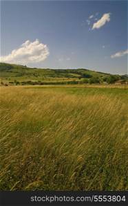 summer landscape (NIKON D80; 23.6.2007; 1/100 at f/8; ISO 100; white balance: Auto; focal length: 18 mm)