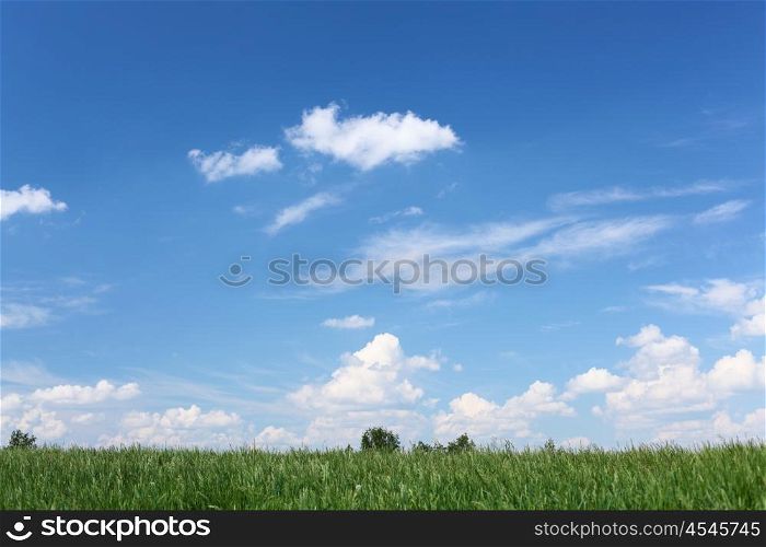 summer landscape of green grass meadow and blue sunny sky