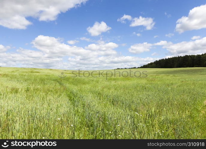 Summer landscape on a wheat agricultural field, blue sky and cloudy weather. Green cereals wheat