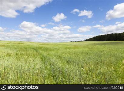 Summer landscape on a wheat agricultural field, blue sky and cloudy weather. Green cereals wheat
