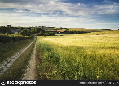 Summer landscape over agricultural farm fields of crops