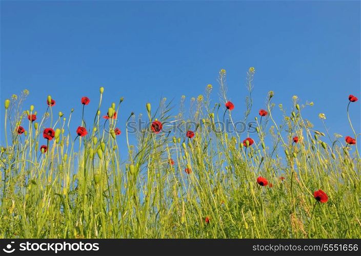 Summer landscape, poppy flowers filed and perfect blue sky