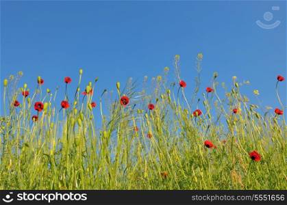 Summer landscape, poppy flowers filed and perfect blue sky