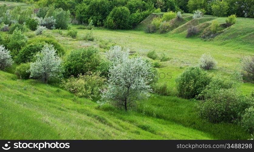 summer landscape ravine and forest