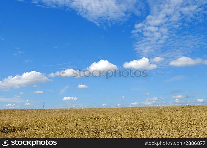summer landscape under blue sky