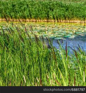 Summer landscape, water lilies and reed in a pond