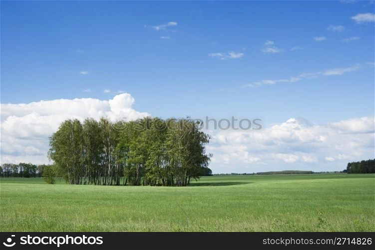 summer landscape with bush and blue sky